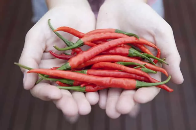 Manos ahuecadas sosteniendo un puñado de chiles rojos picantes